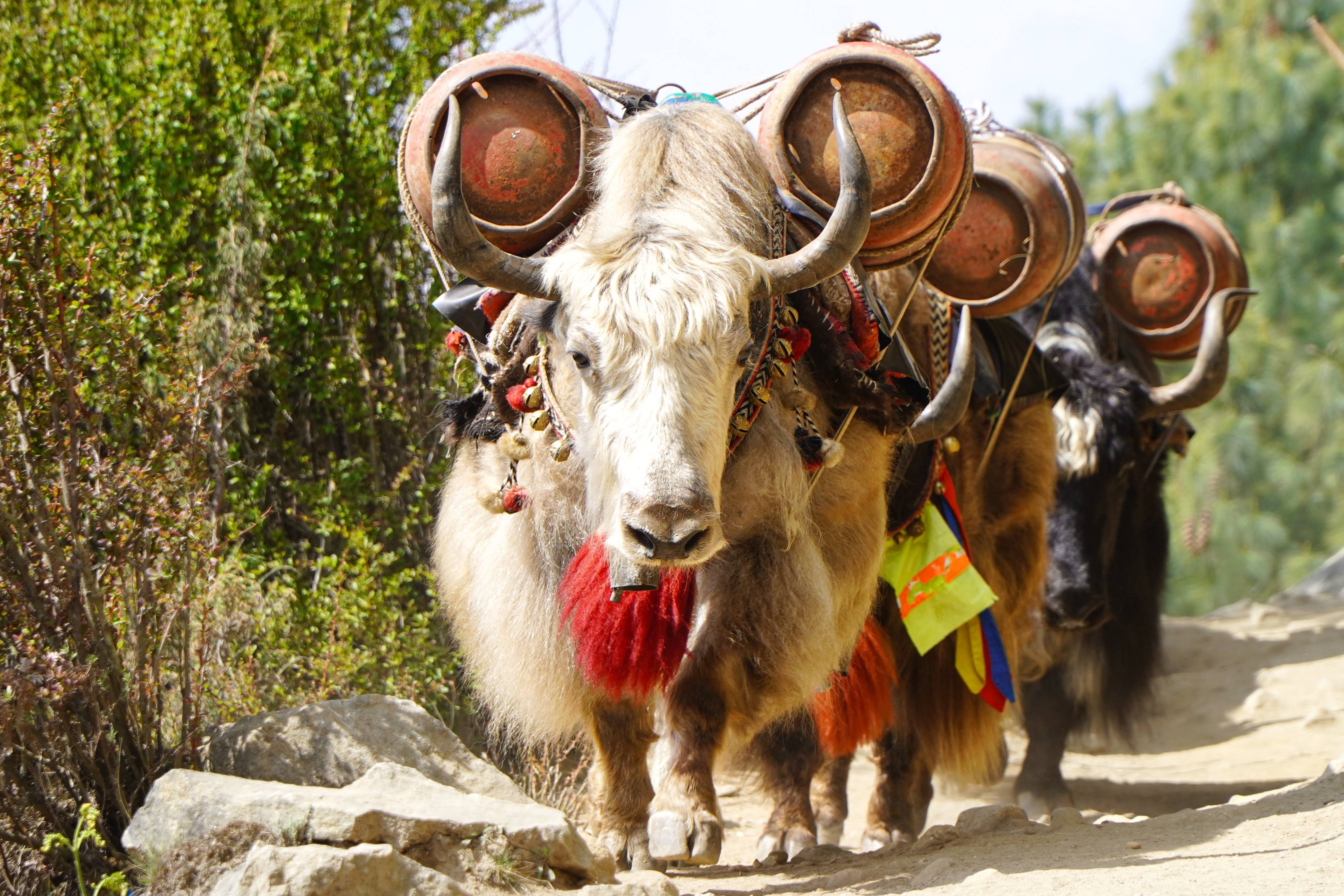 Echoes of Himalaya